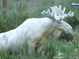 �����-������. ���� �� 15 ������� 2017 ���� (17:20)