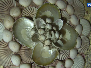 ��� ����������� ����� � ������� "�������" ������� ������� �� ���� �������