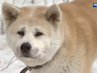 �����-������. ���� �� 2 ������ 2018 ���� (17:40)